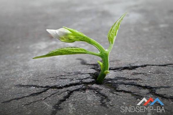 Mini ServIIsso de Primavera